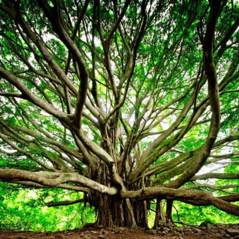 INSPIRATION HOLY BANYAN TREE