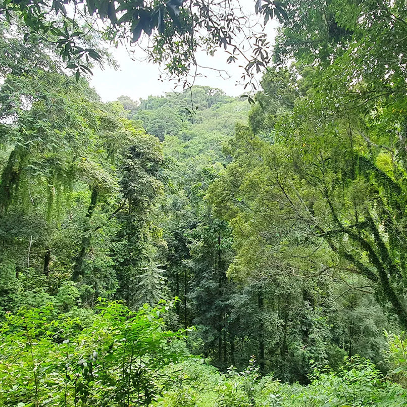 YOUR PERSONAL FOREST - CERTIFIED IMPACT